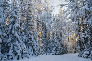 Spruce covered with snow in winter forest. Viitna, Estonia.