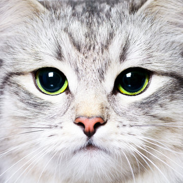 Close-up portrait of a kitten with big green eyes