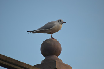 black-headed gull