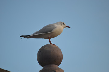 black-headed gull