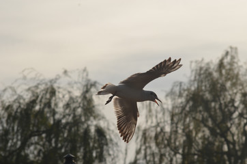 Fototapeta na wymiar black-headed gull