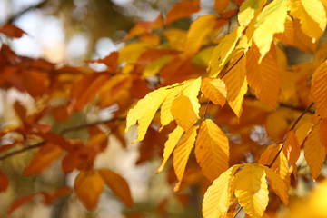 Beautiful autumn leaves