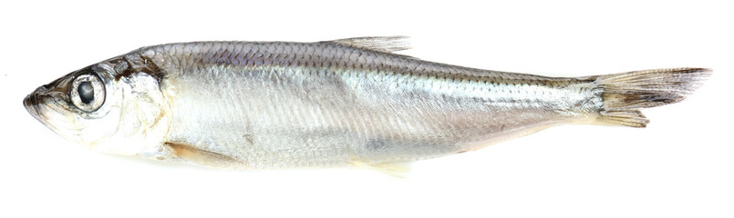 Fresh fish isolated on white