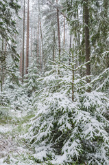 Spruce covered with snow in winter forest