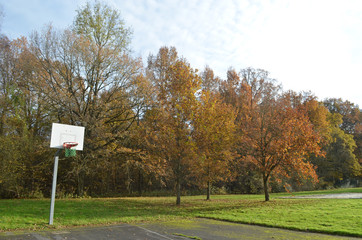 trees and basketbal field