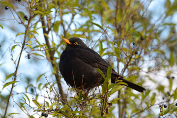 Blackbird on tree