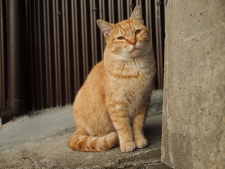 Obraz premium 街角の茶トラ猫