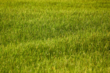 Obraz na płótnie Canvas Rice field background