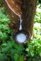 Milk of rubber tree