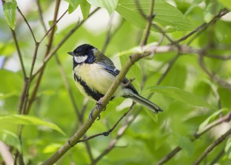 Great Tit