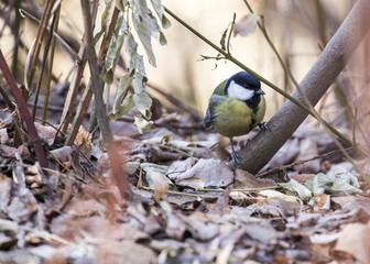 Great Tit