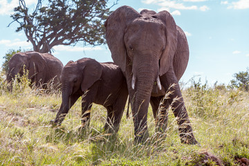 Fototapeta na wymiar elephant family walking in the savanna