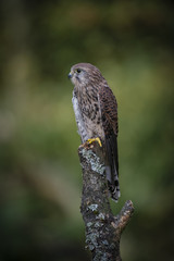 Woodland Kestrel 3
