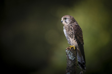 Woodland Kestrel 4