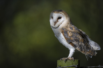 Woodland Barn Owl 4