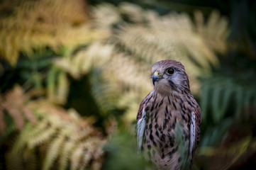 Kestrel in Ferns