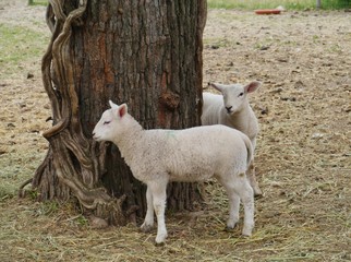 Naklejka na ściany i meble Two lambs around a tree in spring