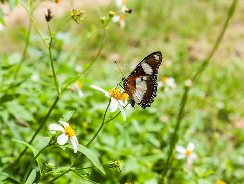 butterfly and white flower