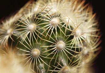 Cactus macro background