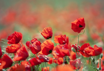 Beautiful red wild poppies