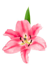 Fototapeta na wymiar pink lily blossom. fresh flower head