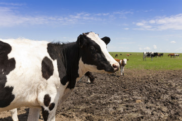 Dutch cow in the field.