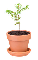 pine sprout growing in a flower pot on white background