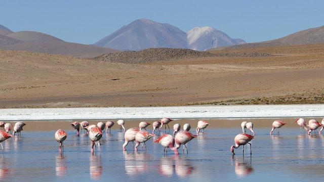 Lagoon flamingo bolivia