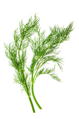 fresh dill herb leaves. food ingredient © LiliGraphie