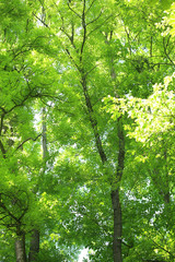 Obraz premium Beautiful trees in park