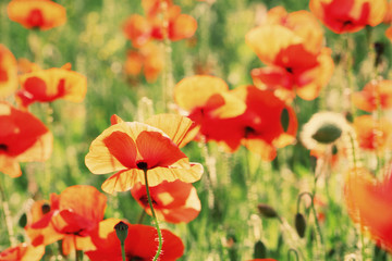 Fototapeta premium Meadow with beautiful bright red poppy flowers in spring