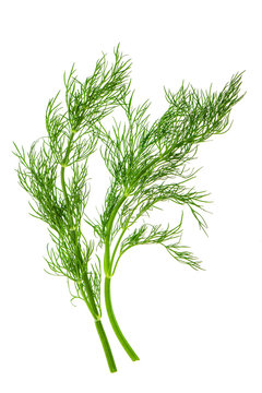 fresh dill herb leaves. food ingredient