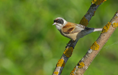 Eurasian Penduline Tit on the branch 