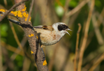 Eurasian Penduline Tit on the branch 