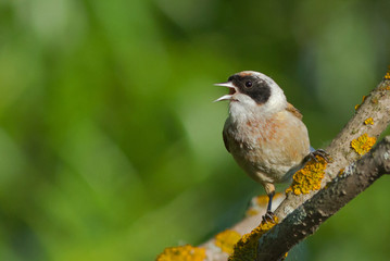 Eurasian Penduline Tit on the branch 