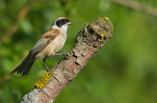 Eurasian Penduline Tit on the branch 