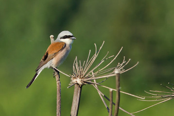 Red-backed Shrike on dry branch 