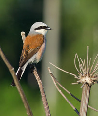 Red-backed Shrike on dry branch 