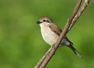 Red-backed Shrike female