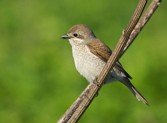 Red-backed Shrike female