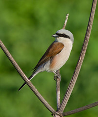 Red-backed Shrike on dry branch 