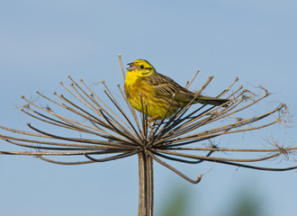 Yellowhammer on the weed