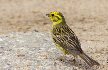 Yellowhammer on the ground