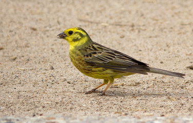 Yellowhammer on the ground
