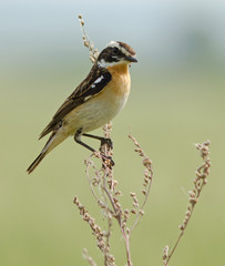 Whinchat on the plant 