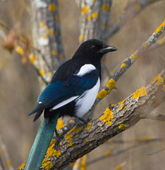 Eurasian magpie on tree 