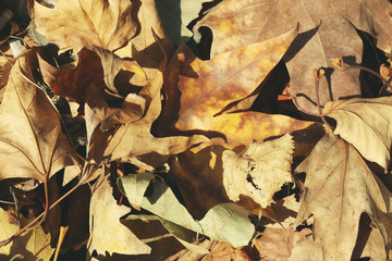 Autumn foliage as background