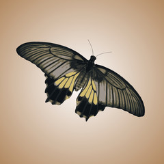 one isolated colorful simple vector butterfly eps10