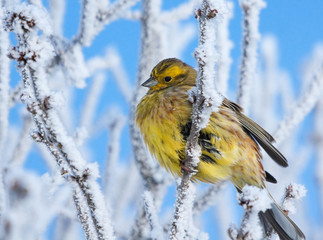 Yellowhammer on rimed branch