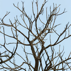 Twig